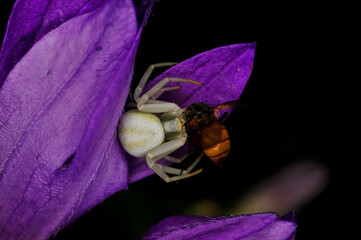 Araña comiendo en flor morada