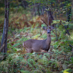 White-tailed Doe (Odocoileus virginianus) standing in the forest during early spring, selective focus, background blur
