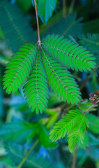 Fresh and green leaves with background for wallpaper.