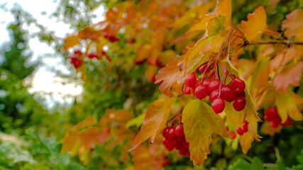 Berrys in autumn