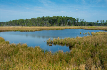 marsh scenic with water reflecting sky and yellow grasses fall color