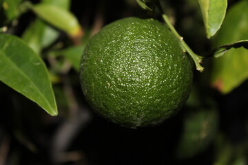 green orange lime
