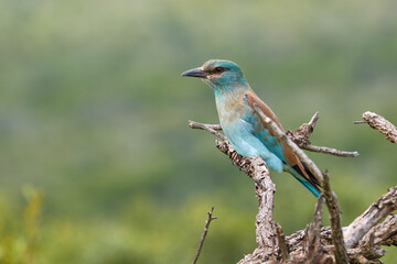 European roller on a branch