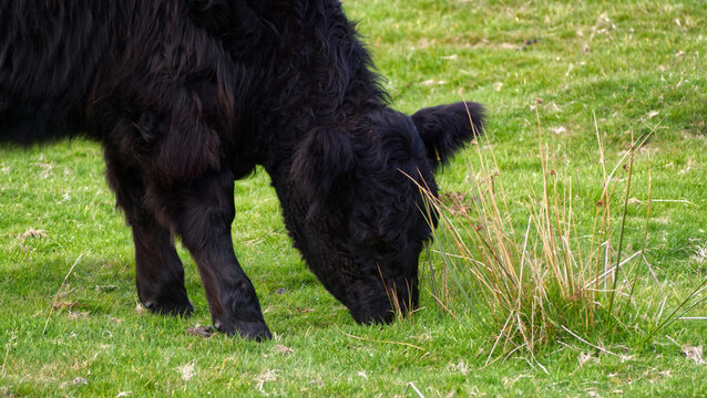 Moorland livestock on the in autumn, Bodmin Moor, Cornwall.