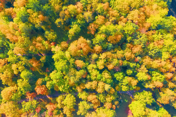 Beautiful autumn park dense forest aerial view.
