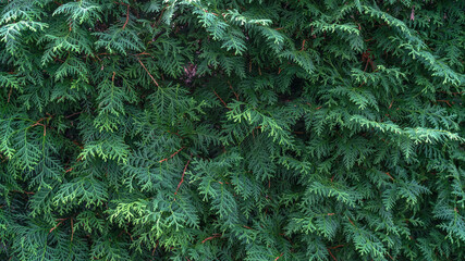 background of green branches