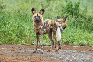 Wild dog in Hluhluwe, South Africa