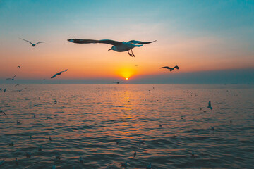Sunset or evening time at sea or ocean with seagull bird flying.