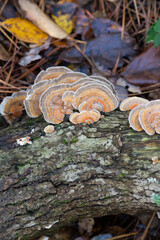 mushrooms on fallen tree on forest floor with fall leaves