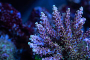 Naklejka na ściany i meble Beautiful acropora sps coral in coral reef aquarium tank. Macro shot. Selective focus.