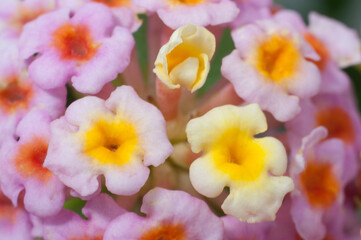 Flores de varios colores