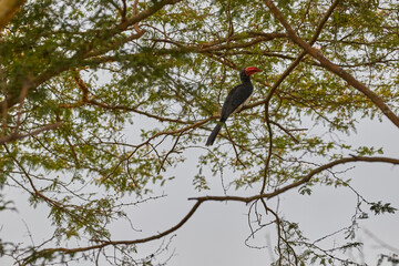 Crowned hornbill high in a tree