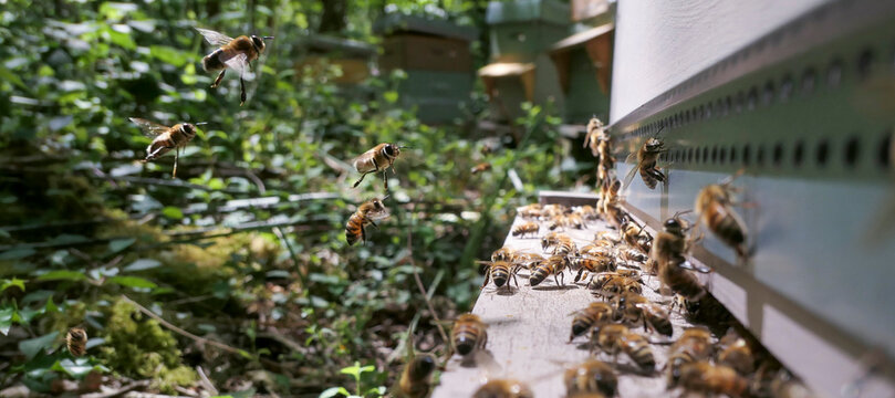 Faux-bourdons et abeilles atterrissants