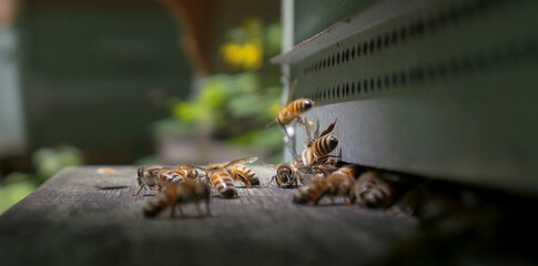 Abeille gardienne à l'entrée d'une ruche