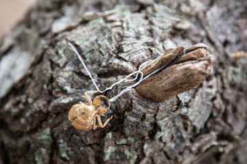 Cicada exoskeleton on tree bark with string