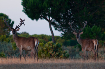 Ciervos en el bosque