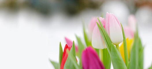 tulpen pastell blumen trauer konzept karte