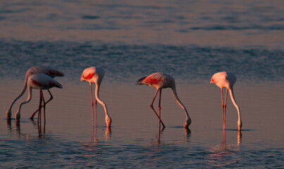 Flamencos en la marisma