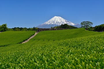 富士山と新緑の茶畑