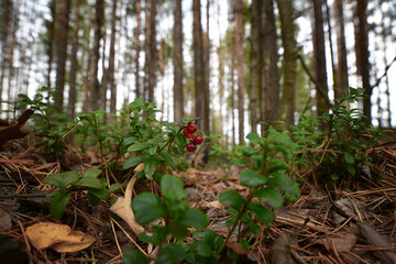 Berries of ripe autumn lingonberry in a pine forest