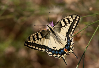 Mariposa en flor