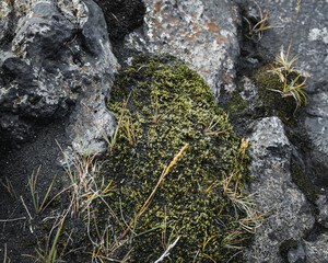Icelandic Lava fields. Black scenery landscape 