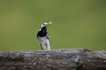 White wagtail_Motacilla alba on the hunf