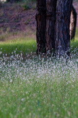 Flores blancas en un pinar