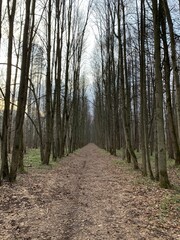 path in the woods