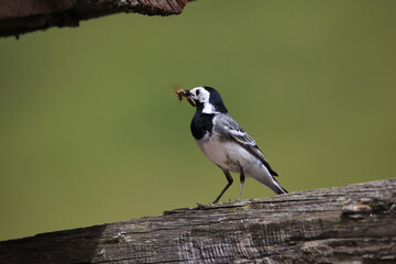 White wagtail_Motacilla alba on the hunf