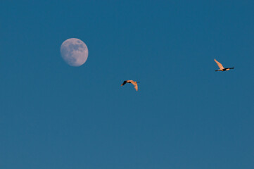 Pajaros con luna llena