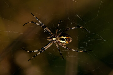 Araña grande Araña de Firma