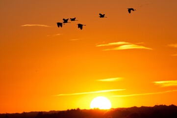 Pajaros volando al amanecer 
