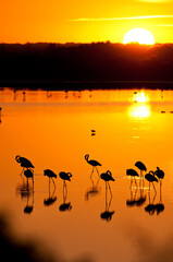 Amanecer con Flamencos en la marisma