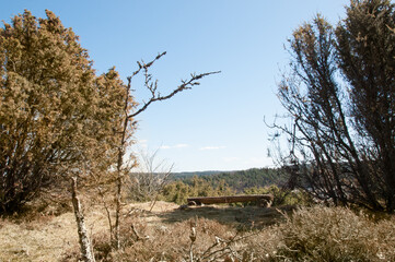 tree in the middle of nowhere