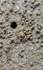 The beautiful sea crab that is making the house by the sea because of the protection of the sea is coming up.