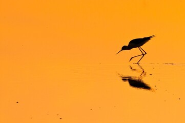 Pajaro con fondo rojo