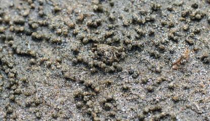 The beautiful sea crab that is making the house by the sea because of the protection of the sea is coming up.
