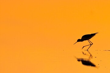 Pajaro con fondo rojo