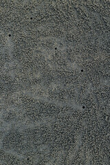 The beautiful sea crab that is making the house by the sea because of the protection of the sea is coming up.