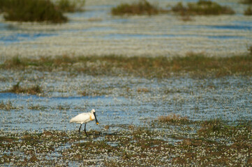 Pajaro espatula en el agua de la marisma