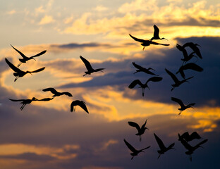 Pajaros al amanecer con nubes