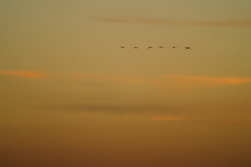 Pajaros volando al amanecer
