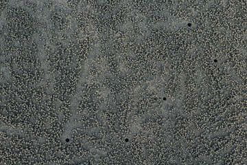 The beautiful sea crab that is making the house by the sea because of the protection of the sea is coming up.