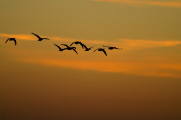 Pajaros volando al amanecer