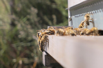 Abeilles en grappe à l'entrée de la ruche