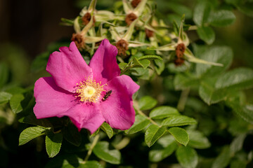Pink flower of wild dogrose with tiny insect sitting on petal on green leaves background