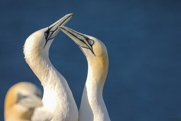 Couple of northern terns living in Germany.