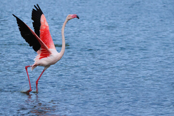 Flamingo on the water with outstretched wings