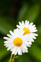 daisy flower